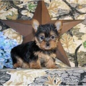 yorkshire terrier puppies | PostAds PH
