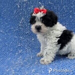 yorkies puppies available | PostAds PH