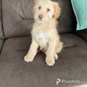 whoodle puppies | PostAds PH