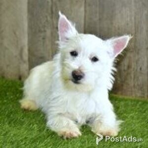 west highland terrier puppies | PostAds PH