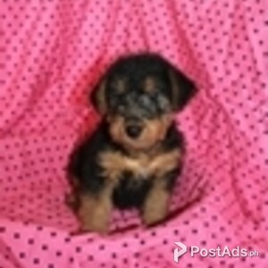 welsh terrier puppies | PostAds PH