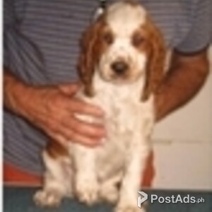 welsh springer spaniel | PostAds PH