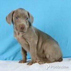 weimeraner puppies available | PostAds PH