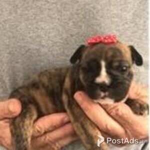 valley bulldogs available | PostAds PH