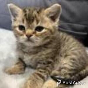 american bobtail | PostAds PH