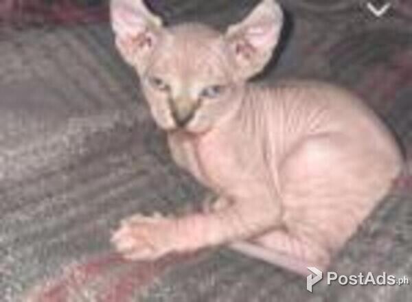 sphynx kittens