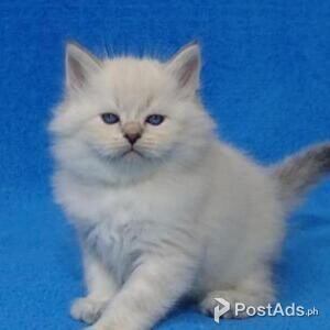 siberian kittens | PostAds PH