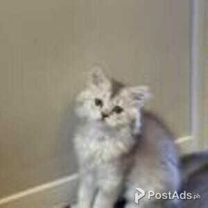 scottish straight kittens | PostAds PH