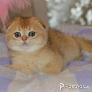 scottish fold | PostAds PH