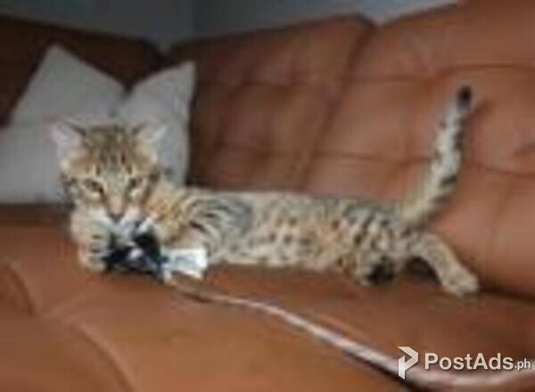 savanna kittens