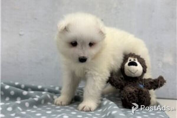 samoyed puppies