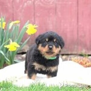 rottweiler puppies | PostAds PH