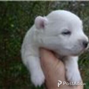 american foxhound puppies | PostAds PH