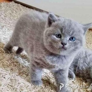 russian blue kitten | PostAds PH