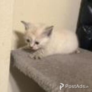 ragdoll kittens | PostAds PH