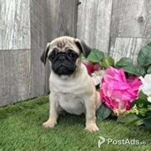 pug puppies available | PostAds PH