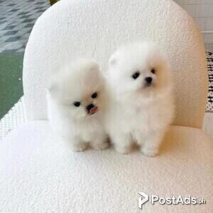 pomsky puppies | PostAds PH