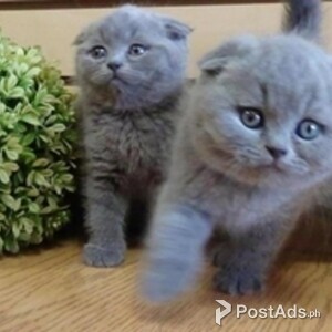 Blue Scottish fold kittens | PostAds PH