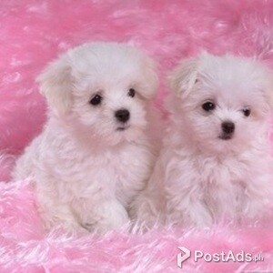 Maltese puppies | PostAds PH