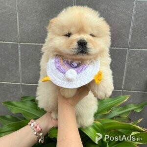 Chow Chow Puppies with Papers | PostAds PH