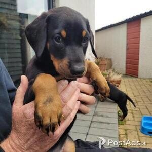 Doberman Pinscher puppies | PostAds PH
