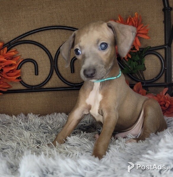 Italian Greyhound Pups with Papers