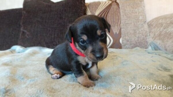 Jack Russel Terrier Puppies with PCCI Papers
