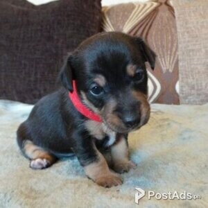 Jack Russel Terrier Puppies with PCCI Papers | PostAds PH