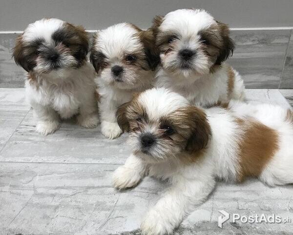shih tzu puppy available with PCCI Papers 