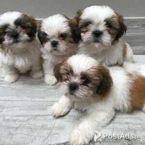 shih tzu puppy available with PCCI Papers | PostAds PH