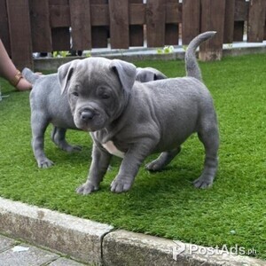 Beautiful Staffordshire Bull Terrier pups for sale | PostAds PH