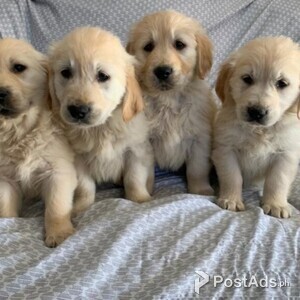 Cute Golden Retriever for Sale | PostAds PH