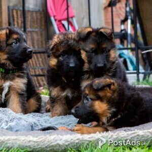 Beautiful German shepherd puppies for sale | PostAds PH