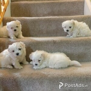 Adorable outstanding Maltese puppies Ready to Go | PostAds PH