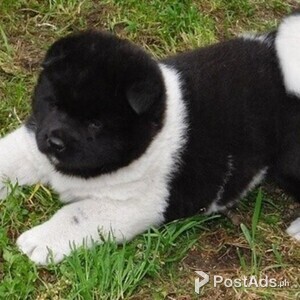 Well Socialized Akita Puppies for sale | PostAds PH
