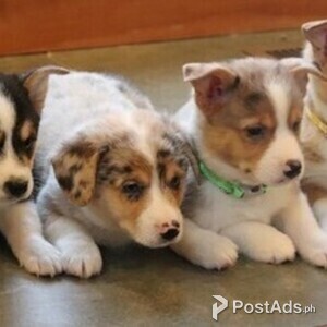 Gorgeous Pembroke Welsh Corgi Puppies For lovely homes, | PostAds PH