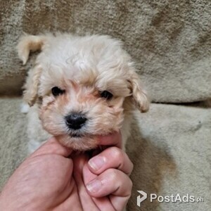 Maltipoo Puppies available | PostAds PH