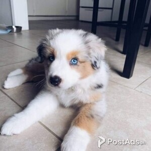 MINI AUSTRALIAN SHEPHERD PUPPIES FOR SALE | PostAds PH