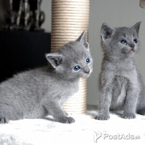 Russian Blue kittens for sale | PostAds PH