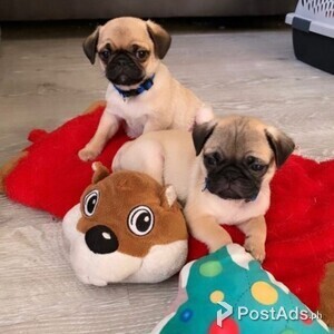 Pug puppies for sale | PostAds PH