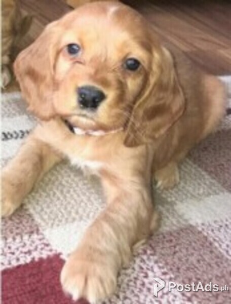COCKER SPANIEL PUPPIES FOR SALE