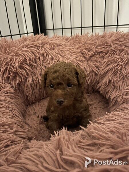 Purebred Red Toy Poodles Puppies for Sale 