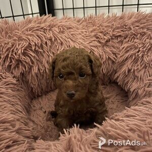 Purebred Red Toy Poodles Puppies for Sale | PostAds PH
