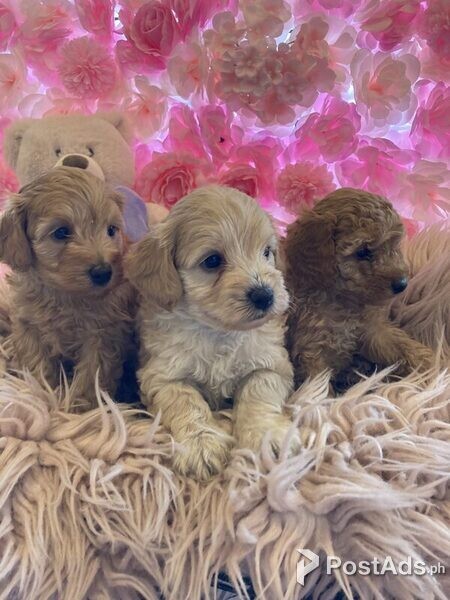 Mini/Toy Labradoodle Pups for Sale