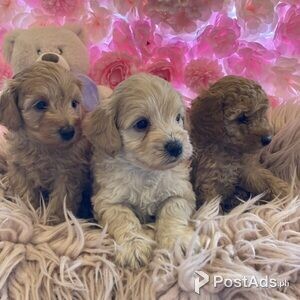 Mini/Toy Labradoodle Pups for Sale | PostAds PH