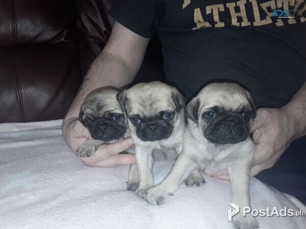 Stunning Fawn Pugs Puppies Available
