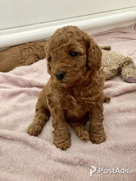 Gorgeous Red Toy Cavoodles Puppies for Sale 