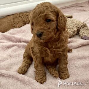 Gorgeous Red Toy Cavoodles Puppies for Sale | PostAds PH