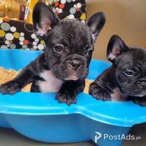 French Bulldog Puppies for sale | PostAds PH