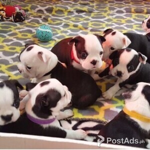 Boston Terrier puppies for Sale | PostAds PH